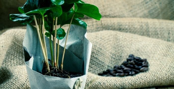 trồng cây trong giấy gói quà